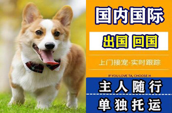鞍山市宠物托运公司鞍山市宠物托运公司鞍山市宠物托运公司
