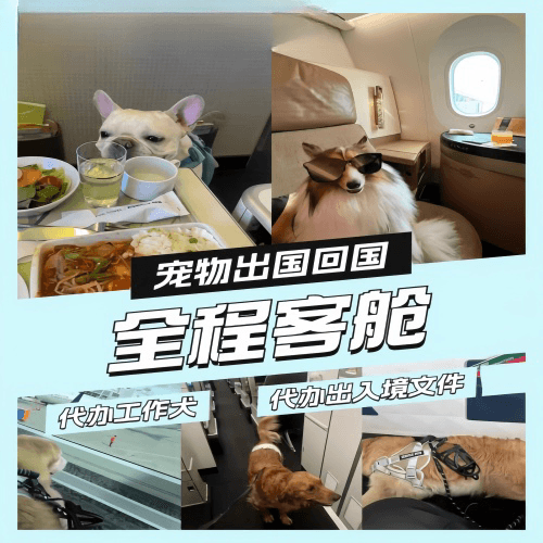 鞍山市宠物托运到白俄罗斯宠物入境规定和要求